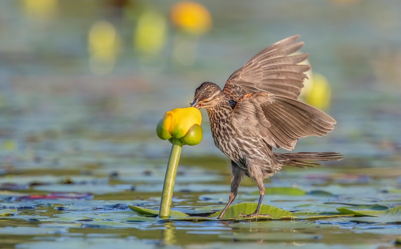 Audubon Photography Awards 2021