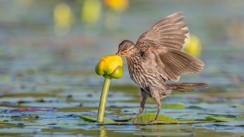 Juara Plants for Birds Award: Shirley Donald. Kamera: Canon EOS-1DX Mark II with Canon EF 400 f/4 DO lens and Canon Extender EF 2x III; 1/2000 second at f/8; ISO 1600 Foto: dok Audubon Society