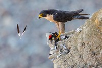 Audubon Photography Awards 2021