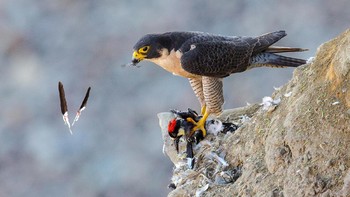 Amateur Honorable Mention: Tom Ingram. Kamera: Canon EOS 5D Mark III with Canon 600mm f/4 IS II with Canon 1.4x III Teleconverter; 1/1250 second at f/8; ISO 2500. Foto: dok Audubon Society
