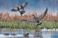 Audubon Photography Awards 2021