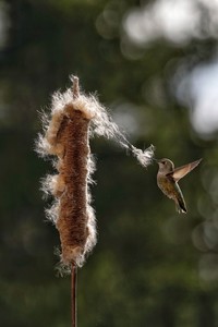 Audubon Photography Awards 2021