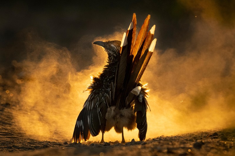 Audubon Photography Awards 2021