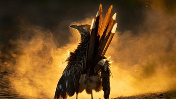 Juara utama: Carolina Fraser, Kamera: Nikon D500 dengan lensa Nikon 500mm f/4.0; 1/3200 detik pada f/6.3; ISO 2000 Foto: dok Audubon Society