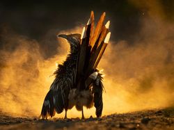 Karya Juara Kontes Foto Burung yang Bikin Mata Terperangah