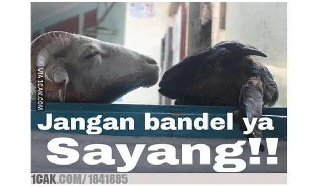 Ucapan perpisahan sesama kambing. Nggak usah dibayangin lah ya gimana perasaan si kambing kalau tahu mau dijadikan kurban.. Foto: 1cak.com