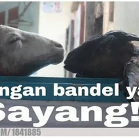 Ucapan perpisahan sesama kambing. Nggak usah dibayangin lah ya gimana perasaan si kambing kalau tahu mau dijadikan kurban.. Foto: 1cak.com