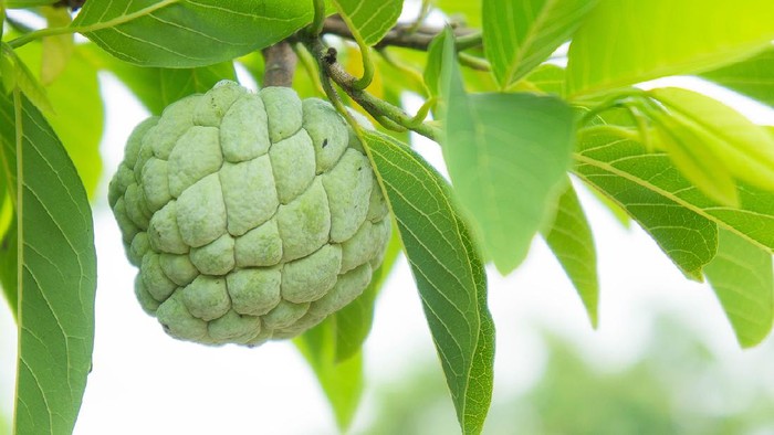 custard apple on the tree fruit of thailand
