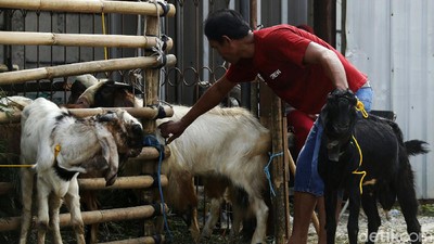 Penjual Hewan Kurban di Bekasi Tak Terdampak PPKM Darurat