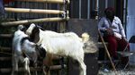 Penjual Hewan Kurban di Bekasi Tak Terdampak PPKM Darurat