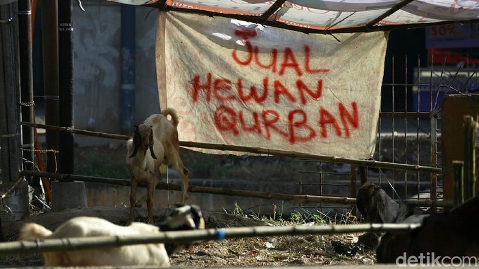 Pemberlakuan PPKM Darurat tidak berdampak banyak terhadap penjualan hewan kurban di Bekasi. Bahkan H-1 Lebaran Haji, rata-rata hewan kurban habis terjual.