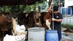 Penjual Hewan Kurban di Bekasi Tak Terdampak PPKM Darurat