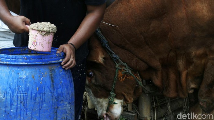 Penjual Hewan Kurban di Bekasi Tak Terdampak PPKM Darurat Pemberlakuan PPKM Darurat tidak berdampak banyak terhadap penjualan hewan kurban di Bekasi. Bahkan H-1 Lebaran Haji, rata-rata hewan kurban habis terjual.