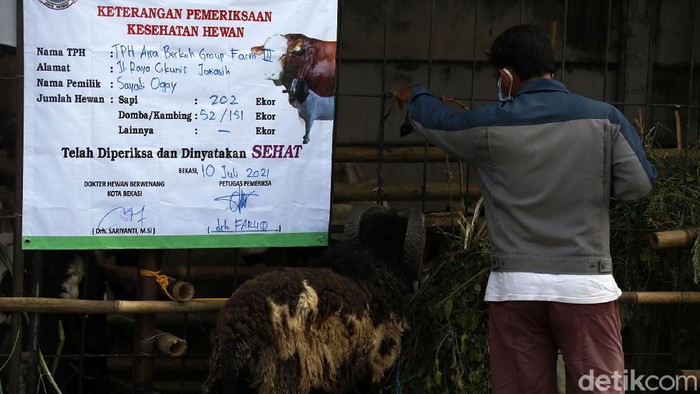 Penjual Hewan Kurban di Bekasi Tak Terdampak PPKM Darurat Pemberlakuan PPKM Darurat tidak berdampak banyak terhadap penjualan hewan kurban di Bekasi. Bahkan H-1 Lebaran Haji, rata-rata hewan kurban habis terjual.