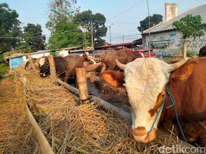 Penjualan Hewan Kurban di Cianjur Turun 50 Persen Imbas PPKM Darurat