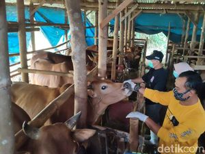Penjualan Sapi Kurban di Ciamis Naik 25 Persen