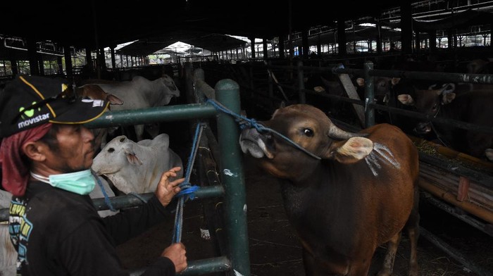 Pekerja merawat sapi untuk kurban di Rumah Pemotongan Hewan (RPH) PD Dharma Jaya, Cakung, Jakarta, Senin (19/7/2021). Pihak pengelola RPH tersebut menargetkan pemotongan hingga 1000 ekor sapi kurban pada Hari Raya Idul Adha tahun ini yang pelaksanaannya akan dimulai pada Rabu (21/7) dini hari. ANTARA FOTO/Indrianto Eko Suwarso/wsj.
