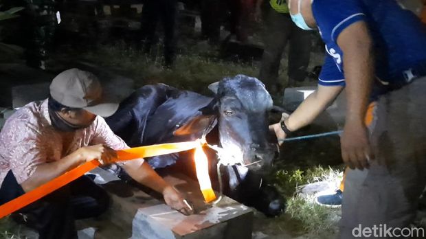 Petugas evakuasi sapi kurban yang nyemplung sumur di Karanganyar, Senin (19/7/2021).