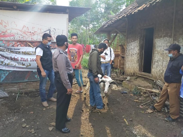 Polisi mengamankan domba barang bukti hasil kejahatan Kiwi