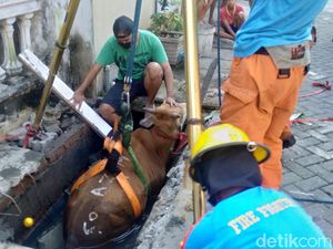 Detik-detik Sapi Kurban Brahman di Surabaya Dievakuasi dari Selokan
