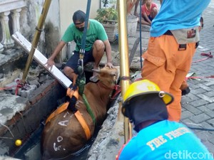 Sapi Kurban di Surabaya Nyebur ke Selokan, Evakuasi Butuh Waktu 1 Jam