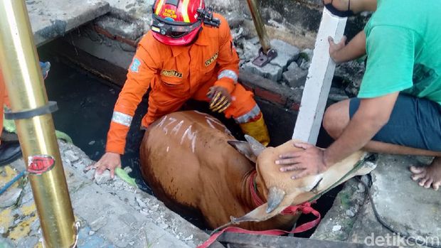 sapi di surabaya terperosok selokan
