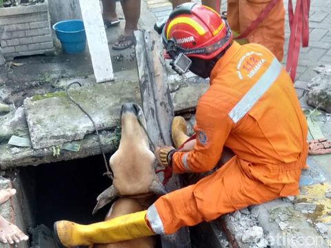 sapi di surabaya terperosok selokan