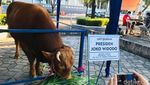 Penampakan Sapi Jokowi Berbobot 1,2 Ton