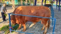 Sapi yang memiliki berat 1.242 kg tersebut berjenis limousin. Sapi itu dengan tinggi 154 cm dan panjang badan 194 cm.
