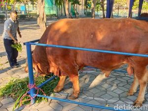 Penampakan Sapi Jokowi Berbobot 1,2 Ton