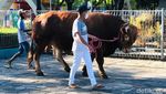 Penampakan Sapi Jokowi Berbobot 1,2 Ton