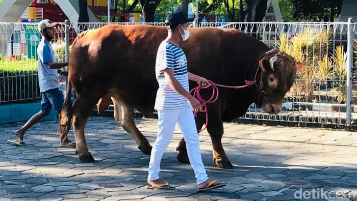 sapi jokowi