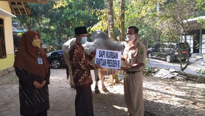 Sapi kurban bantuan Presiden Jokowi yang akan disembelih di Masjid Jami Al Akbar