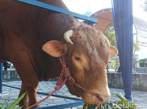 Ini Sapi Kurban Jokowi di Masjid Al Akbar Surabaya, Beratnya 1.242 Kg