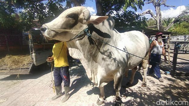 Sapi kurban Jokowi di Rembang berbobot 1.004 kg berjenis peranakan ongole