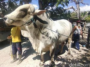 Presiden Jokowi Sumbang Sapi Kurban 952 Kg di Sigi, Harga Rp 80 Juta