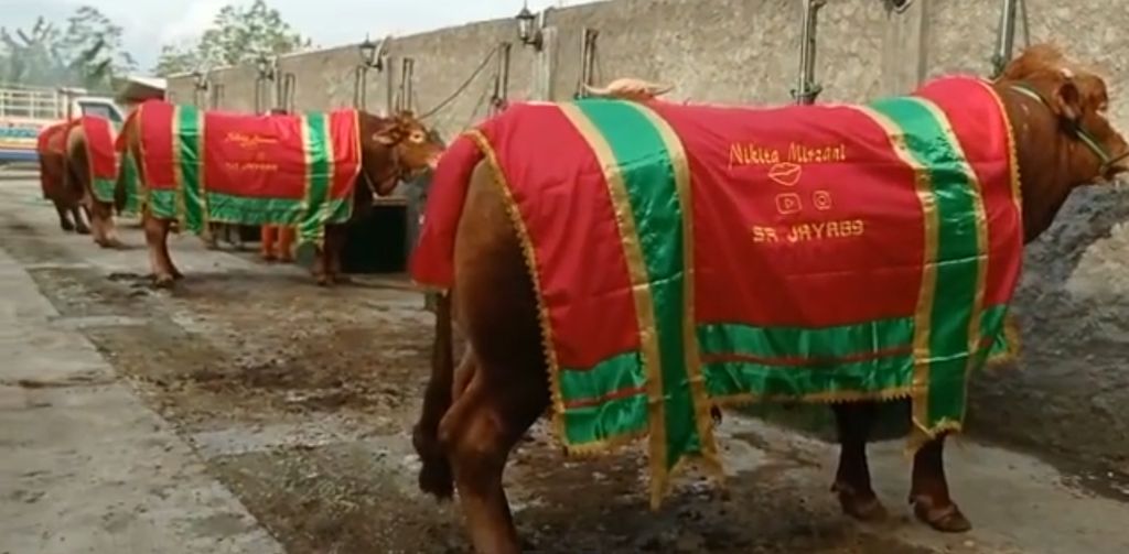 Sapi bobot jumbo, herwan kurban para artis