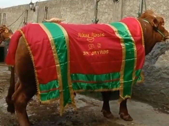 Sapi kurban milik artis Sapi bobot jumbo, herwan kurban para artis