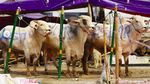 7 Artis yang Kurban Sapi dengan Bobot Super
