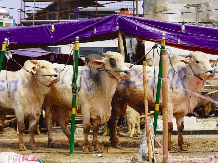 Sapi bobot jumbo, herwan kurban para artis