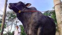 Sapi yang dibeli oleh Irfan Hakim sebenarnya sudah diincar Atta Halilintar. Sapi berwarna hitam itu diberi nama Grandong itu beratnya mencapai 1,3 ton. Foto: dok. Instagram Irfan Hakim