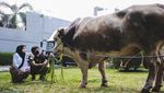 7 Artis yang Kurban Sapi dengan Bobot Super