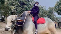 Ria Ricis juga berpose menunggangi sapi kurbannya. Diberi nama Sariling, berat sapi Ria Ricis mencapai 1,053 ton. Foto: dok. Instagram Ria Ricis