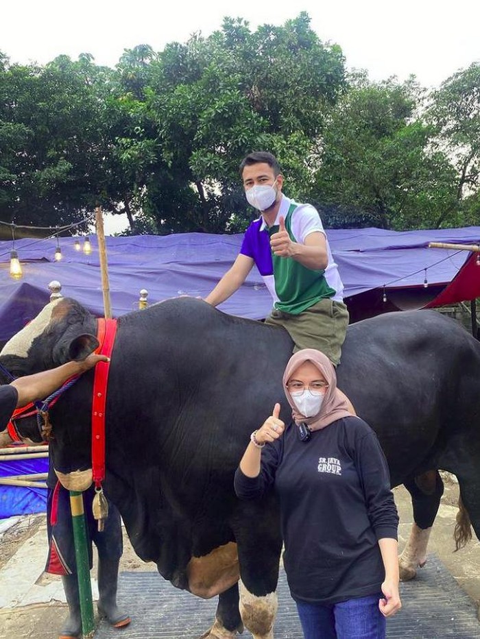 Sapi kurban milik artis Sapi bobot jumbo, herwan kurban para artis