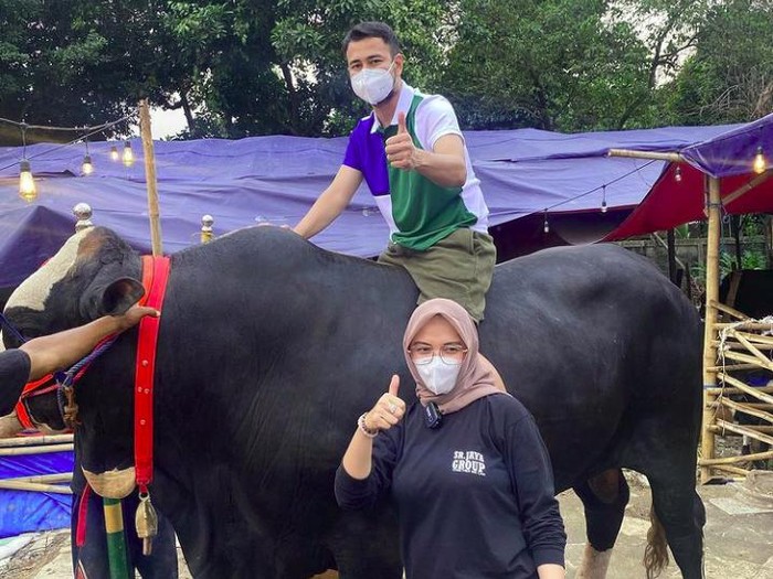 Sapi bobot jumbo, herwan kurban para artis