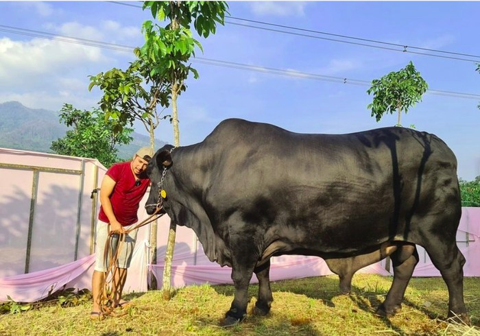 Sapi kurban milik artis Sapi bobot jumbo, herwan kurban para artis