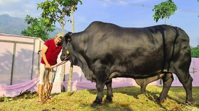 7 Artis yang Kurban Sapi dengan Bobot Super