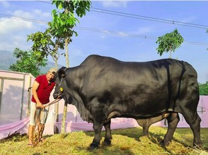 Keren! 5 Artis Ini Kurban Sapi Jumbo dan Puluhan Kambing