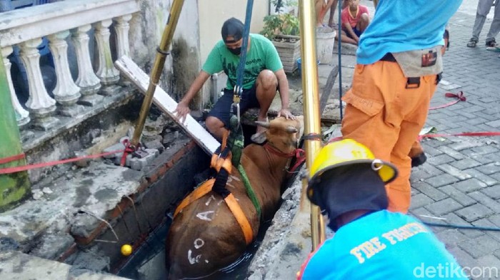 Seekor sapi yang hendak dikurbankan terperosok ke selokan di Surabaya. Sapi terperosok setelah penutup got pijakannya ambrol karena tak kuat menahan bobotnya.
