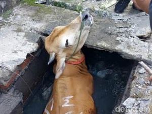 Detik-detik Damkar Evakuasi Sapi yang Terperosok ke Parit di Tangsel